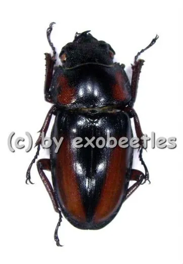 Prosopocoilus mirabilis ( 25 – 39 )