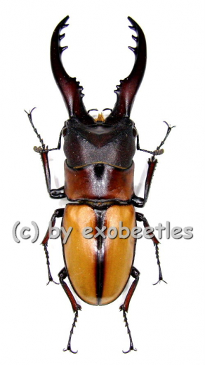 Prosopocoilus mohnikei mohnikei ( 50 – 54 )