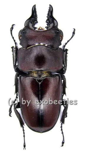 Prosopocoilus natalensis ( 40 - 44 )