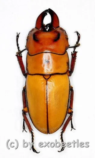 Prosopocoilus occipitalis occipitalis ( amphiodonte ) ( 30 – 34 ) A2