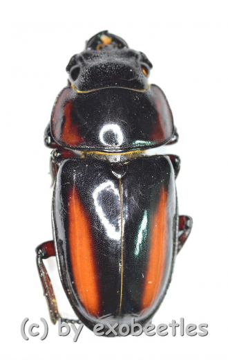 Prosopocoilus savagei savagei ( M 50 – 54 ) A2