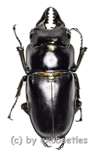 Prosopocoilus senegalensis ( 35 – 39 )