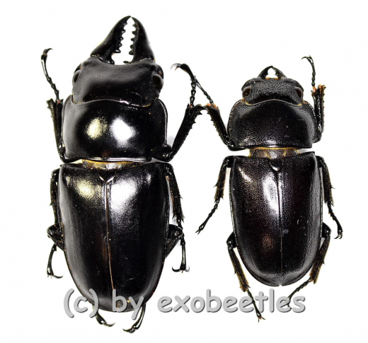 Prosopocoilus senegalensis ( M 40 – 44 ) A2