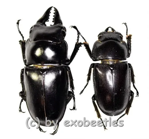 Prosopocoilus senegalensis ( M 40 – 44 ) A2