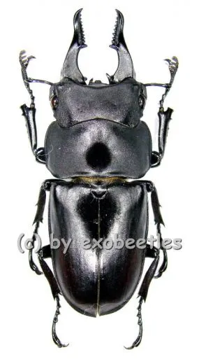 Prosopocoilus serricornis ( 40 – 44 )