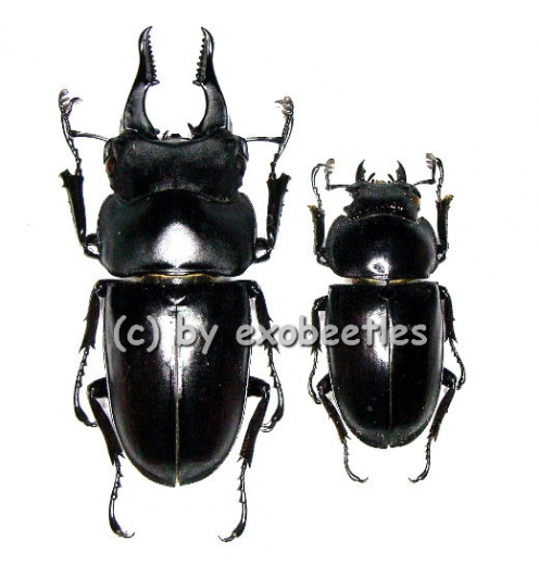 Prosopocoilus serricornis ( M 45 – 49 )