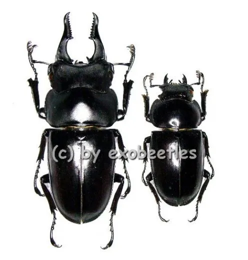 Prosopocoilus serricornis ( M 45 – 49 )