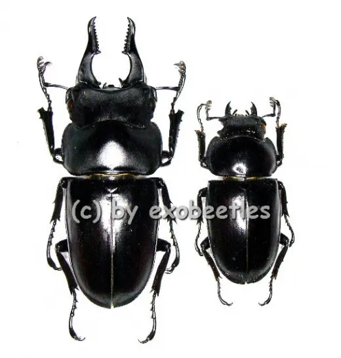 Prosopocoilus serricornis ( M 40 – 44 )