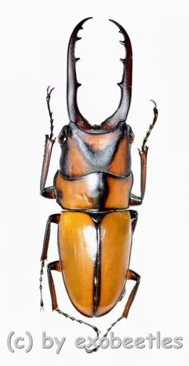 Prosopocoilus suturalis ( 30 – 34 )