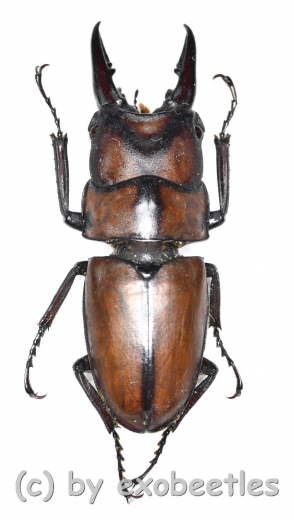 Prosopocoilus suturalis ( 20 – 24 )
