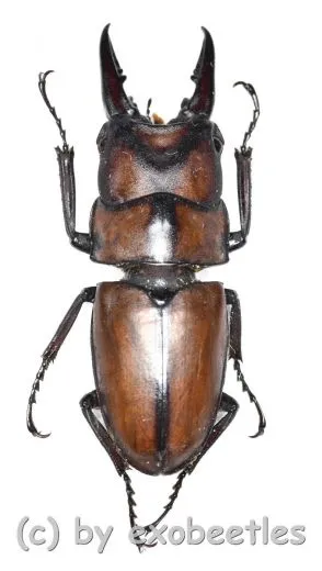 Prosopocoilus suturalis ( 20 – 24 )