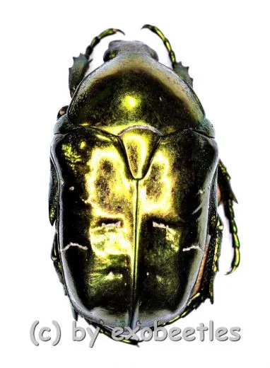 5 x Protaetia ( Liocola ) speculifera