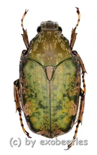 Pseudinca incoides ( 15 – 29 )