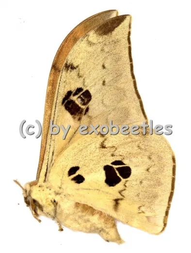 Pseudobunaea spec. A1/A-