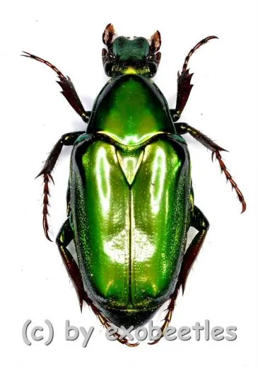 Pseudochalcothea planiuscula