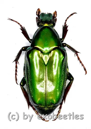 Pseudochalcothea planiuscula