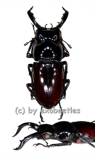 Pseudorhaetus oberthuri ( 35 – 39 )