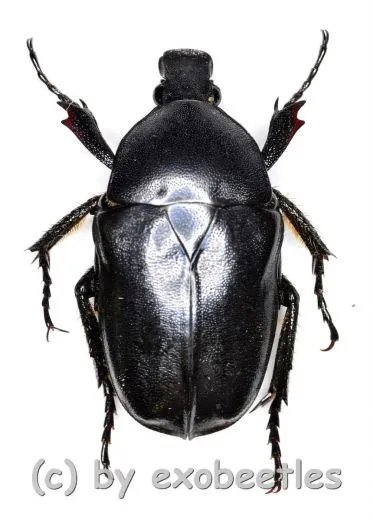 Pseudotorynorrhina fortunei ( 20 – 24 )