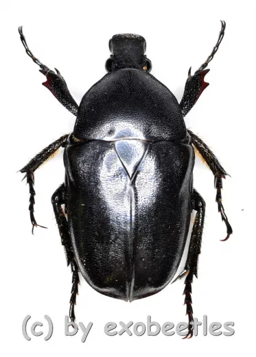 Pseudotorynorrhina fortunei ( 20 – 24 )