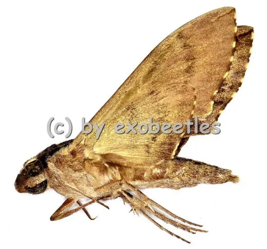 Psilogramma increta