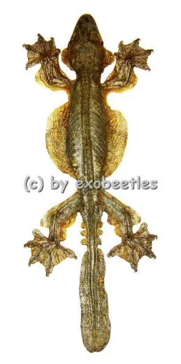 Ptychozoon kuhli ( Faltengecko ) ( 150 – 159 )