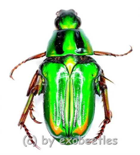 Pygora ignita ( grüne var. ) ( 10 - 19 )