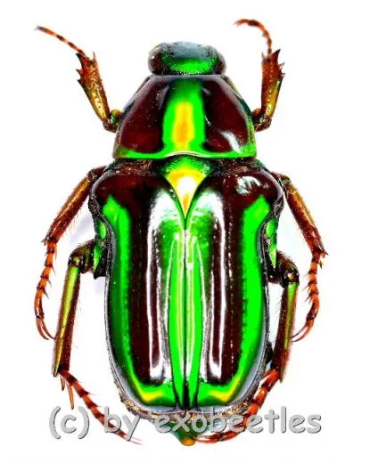 Pygora lenocinia ( 15 – 19 )