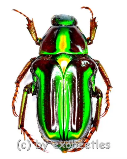 Pygora lenocinia ( 15 – 19 )