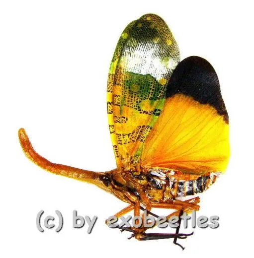 Pyrops candelaria ( orange Nase ) A1-