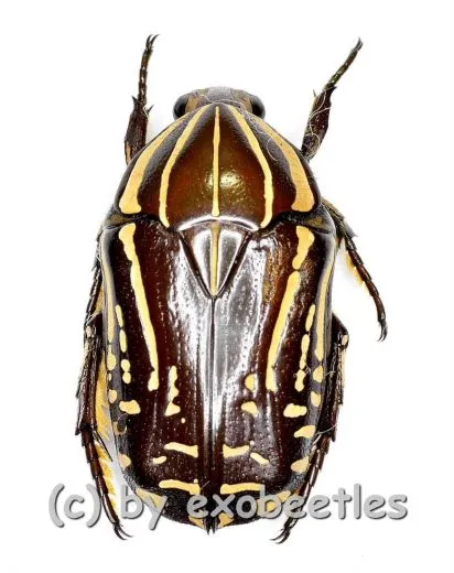 Rhabdotis bouchardi A2