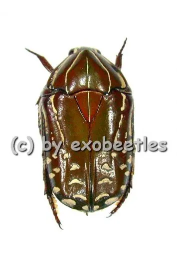 Rhabdotis sobrina sobrina ( rote var. ) ( 15 – 19 )