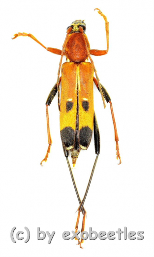 Rhaphuma placida pascoe ( 10 – 14 )
