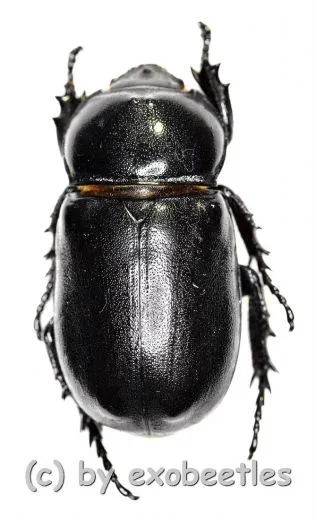 Rhizoplatys mucronatus ( 30 – 34 )