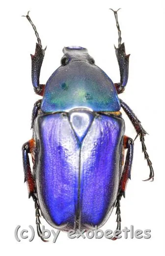 Rhomborrhina ( Pseudorhomborrhina ) fuscipes ( blau / violett ) ( 20 – 24 ) A2