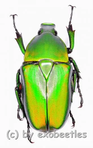 Rhomborrhina ( Pseudorhomborrhina ) fuscipes ( grün ) ( 20 – 24 )