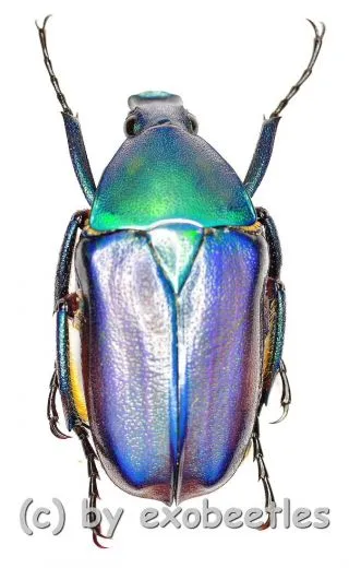 Rhomborrhina ( Pseudorhomborrhina ) fuscipes ( blau / violett ) ( 20 – 24 )
