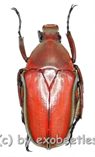 5 x Rhomborrhina ( Pseudorhomborrhina ) fuscipes ( rot / grün )