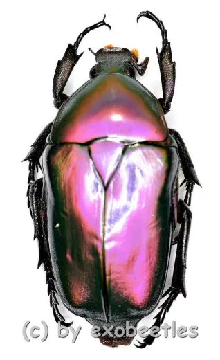 Rhomborrhina mellyi diffusa ( grün / pink ) ( 30 – 39 ) A1-