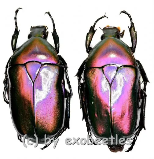 Rhomborrhina mellyi diffusa ( grün / pink ) ( 30 – 39 )