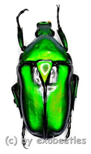 Rhomborrhina resplendens ( 30 – 39 ) A1-