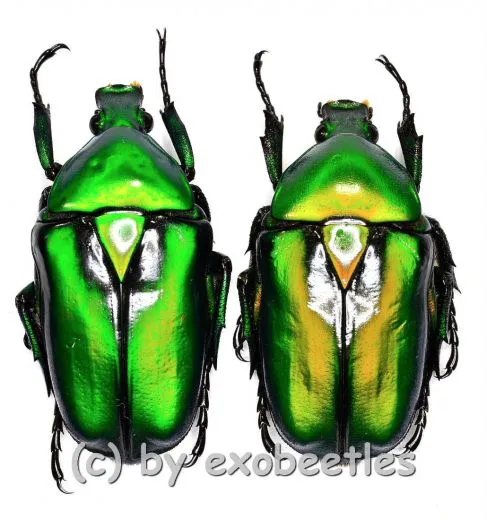 Rhomborrhina resplendens ( M 30 – 39 )