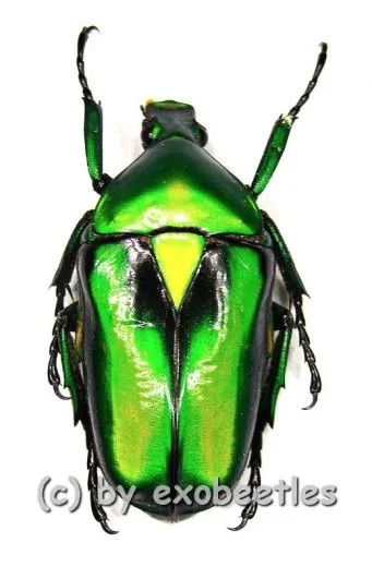 Rhomborrhina resplendens ssp. ( 30 – 39 ) A2