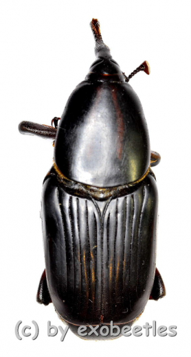 Rhynchophorus spec. #6 ( 35 – 39 )
