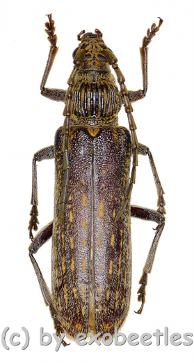 Rhytidodera bowringii ( 35 - 39 )