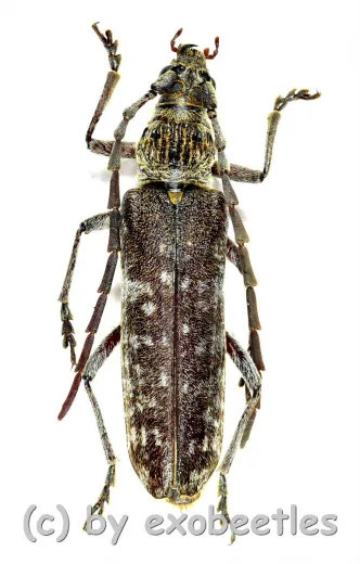 Rhytidodera integra ( 35 - 39 )