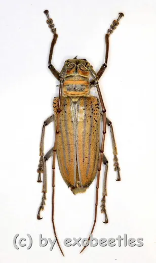 Rosenbergia weiskei ( 45 – 49 )