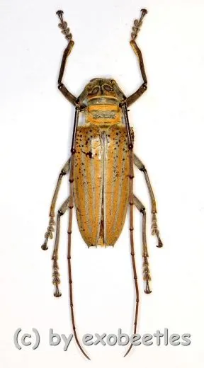 Rosenbergia weiskei ( 40 – 44 )