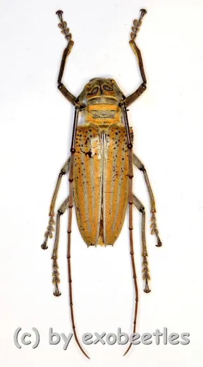 Rosenbergia weiskei ( 40 – 44 )