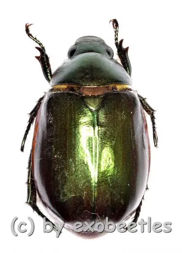 Rutelidae spec. #27 ( 20 – 24 )