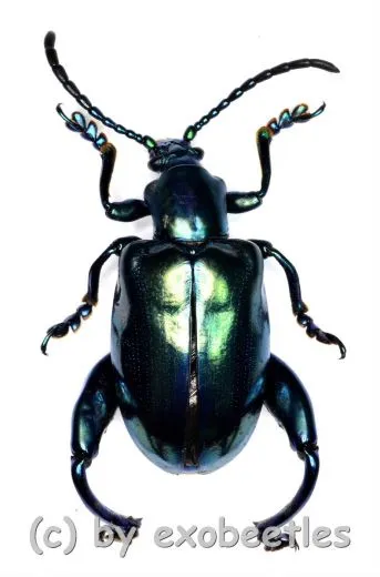 Sagra femoralis ( 15 - 24 )